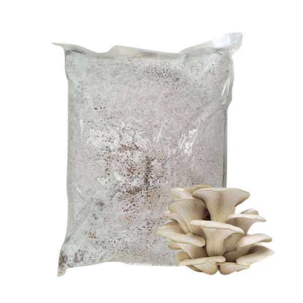 Micelio de Orellana (Pleurotus Ostreatus)