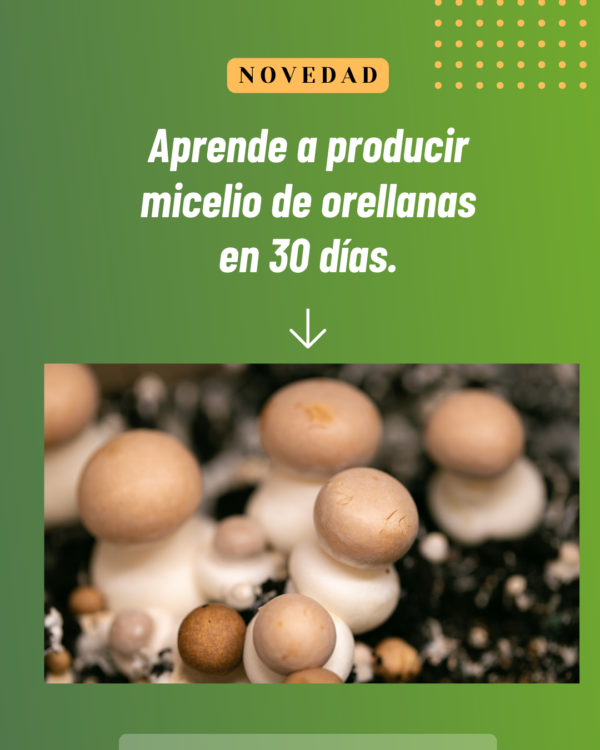 Curso profesional de produccion de micelio