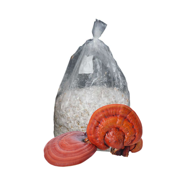 Micelio Ganoderma