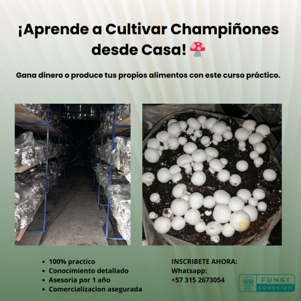 Curso produccion champiñon