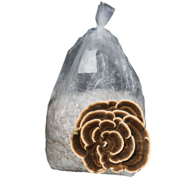 🌿✨ Micelio en Grano de Trametes versicolor (Cola de Pavo) – Poder Medicinal Natural